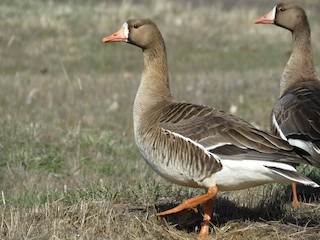 Greater White-fronted Goose, ML92004471