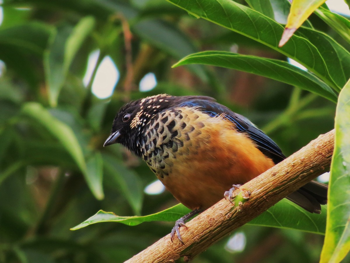 Spangle-cheeked Tanager - ML92004641