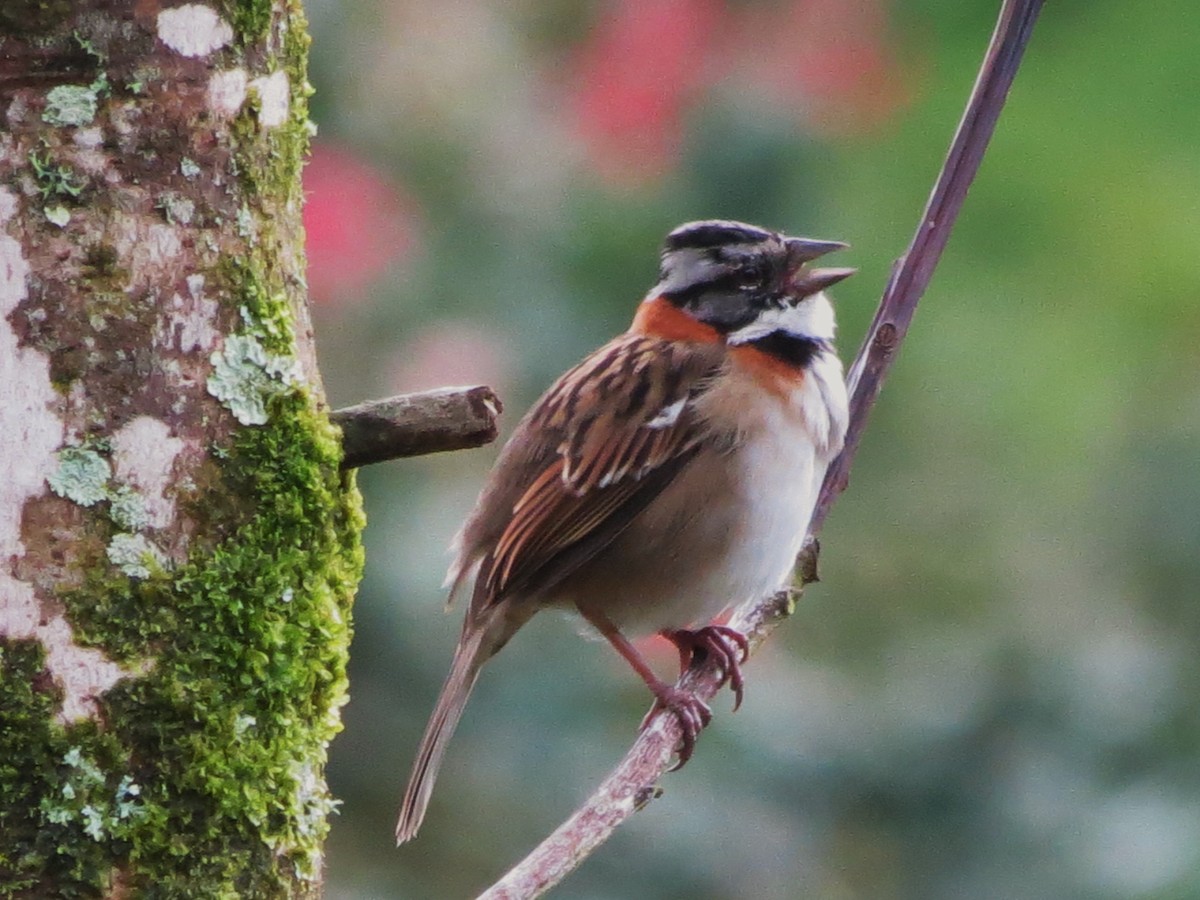 Rufous-collared Sparrow - ML92004661