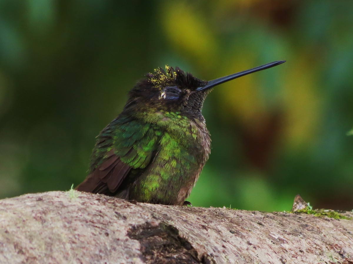 Talamanca Hummingbird - Tim Carney