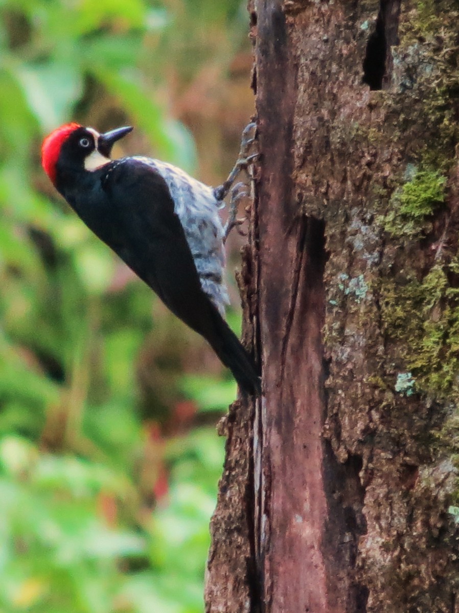 Acorn Woodpecker - ML92004701