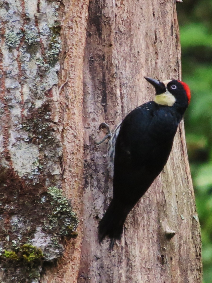 Acorn Woodpecker - ML92004711