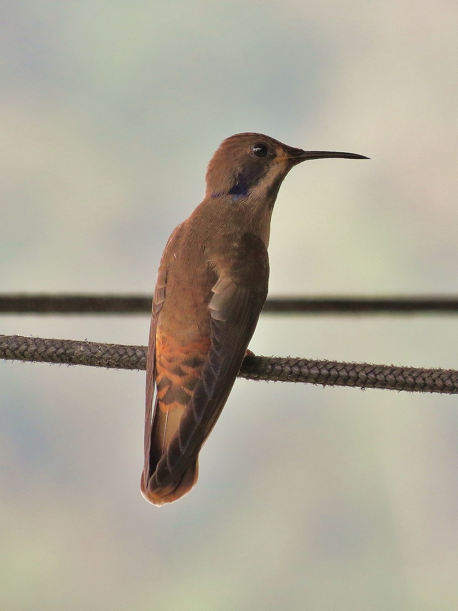 kolibřík fialovouchý - ML92005751