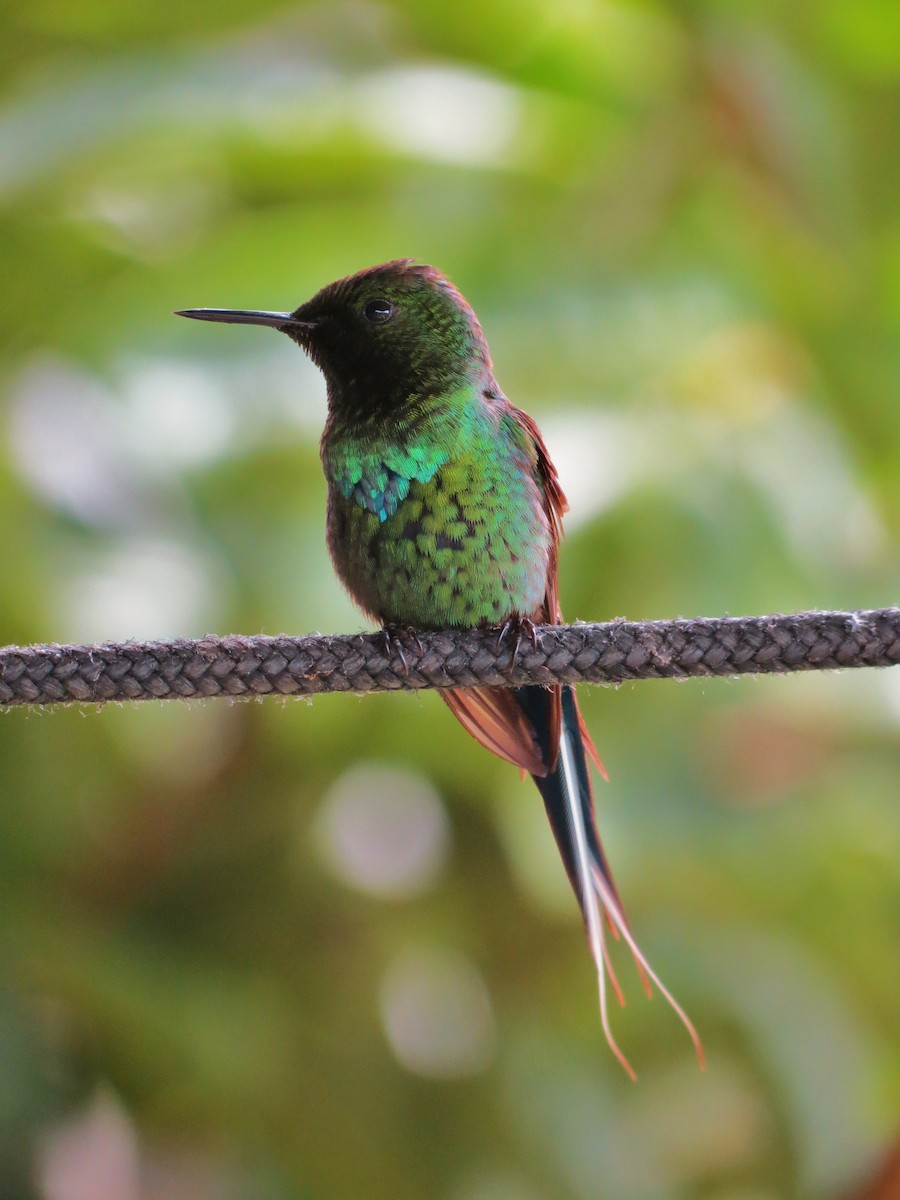 kolibřík trnoocasý - ML92006041
