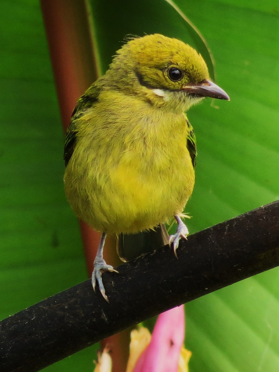 Silver-throated Tanager - ML92006121