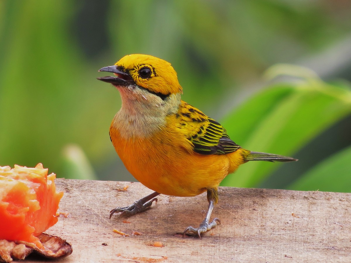 Silver-throated Tanager - ML92006231
