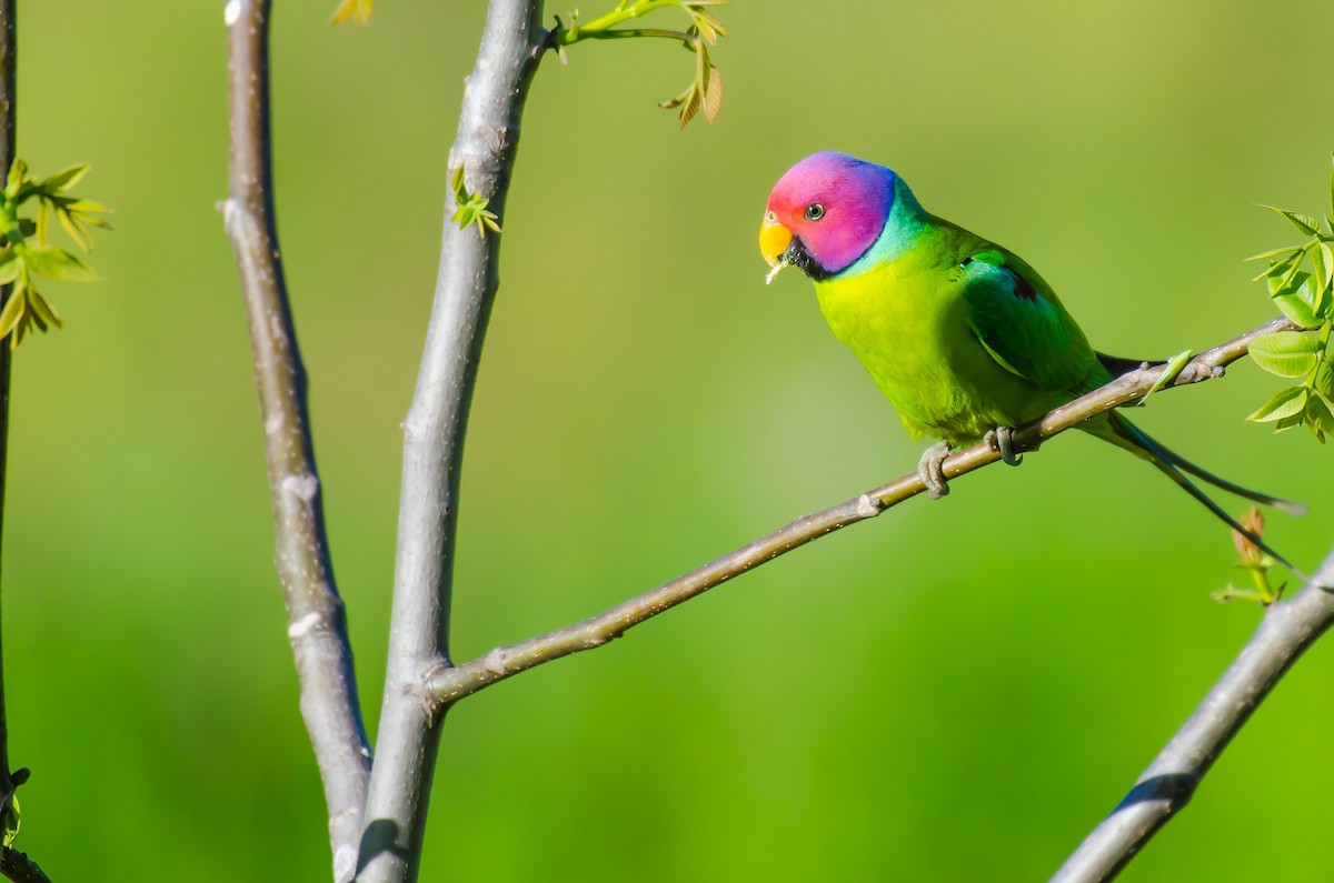 Plum-headed Parakeet - Mohinder Singh Jamwal