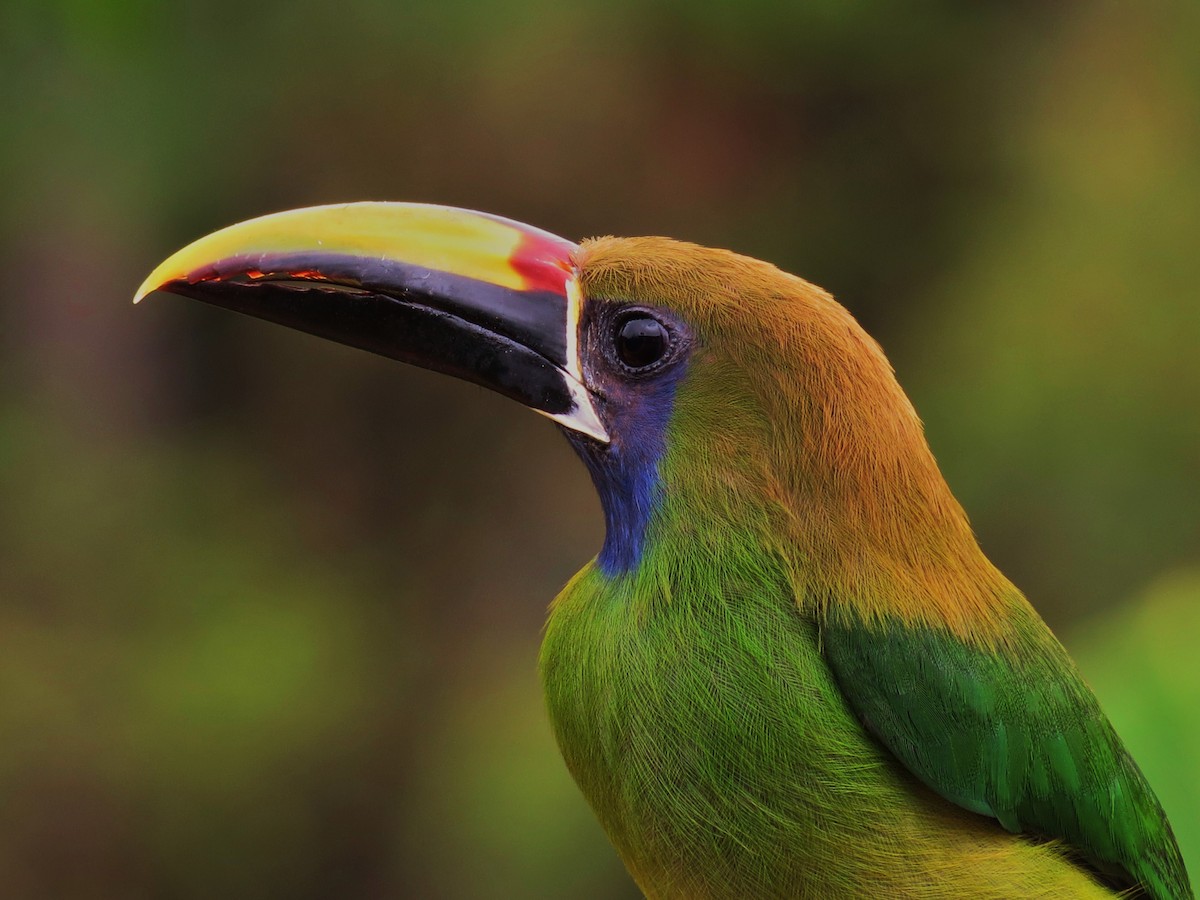 Northern Emerald-Toucanet - Tim Carney