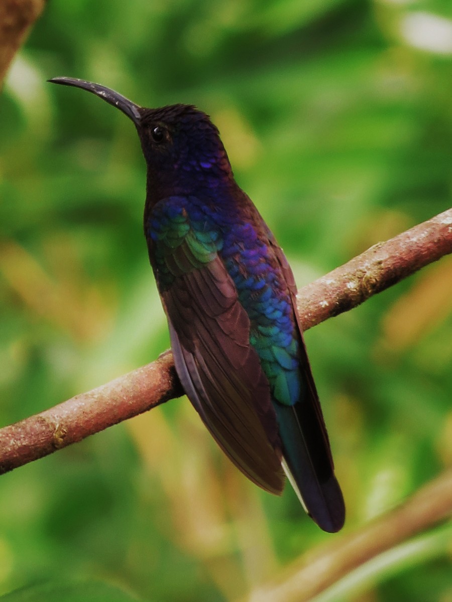 kolibřík fialkový - ML92006281