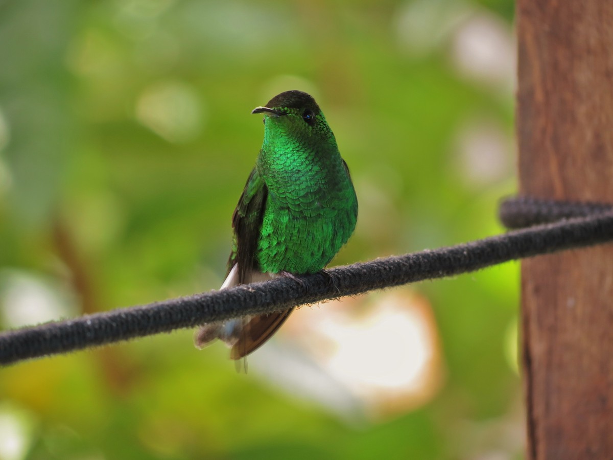 kolibřík měděnohlavý - ML92006311