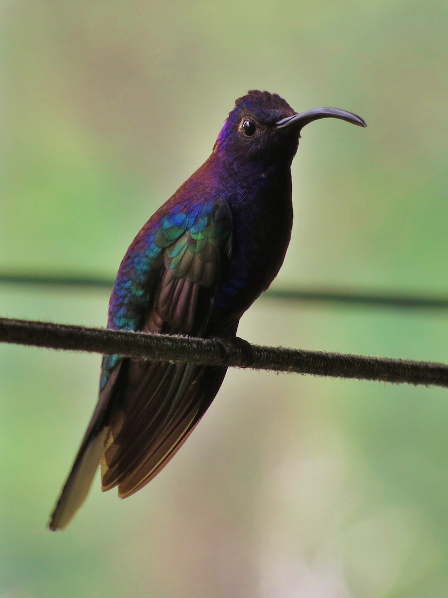 kolibřík fialkový - ML92006321