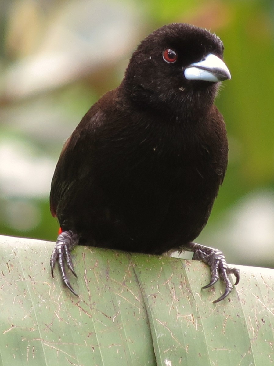 Scarlet-rumped Tanager (Passerini's) - ML92006401