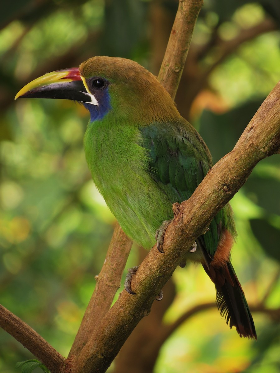 Northern Emerald-Toucanet - Tim Carney