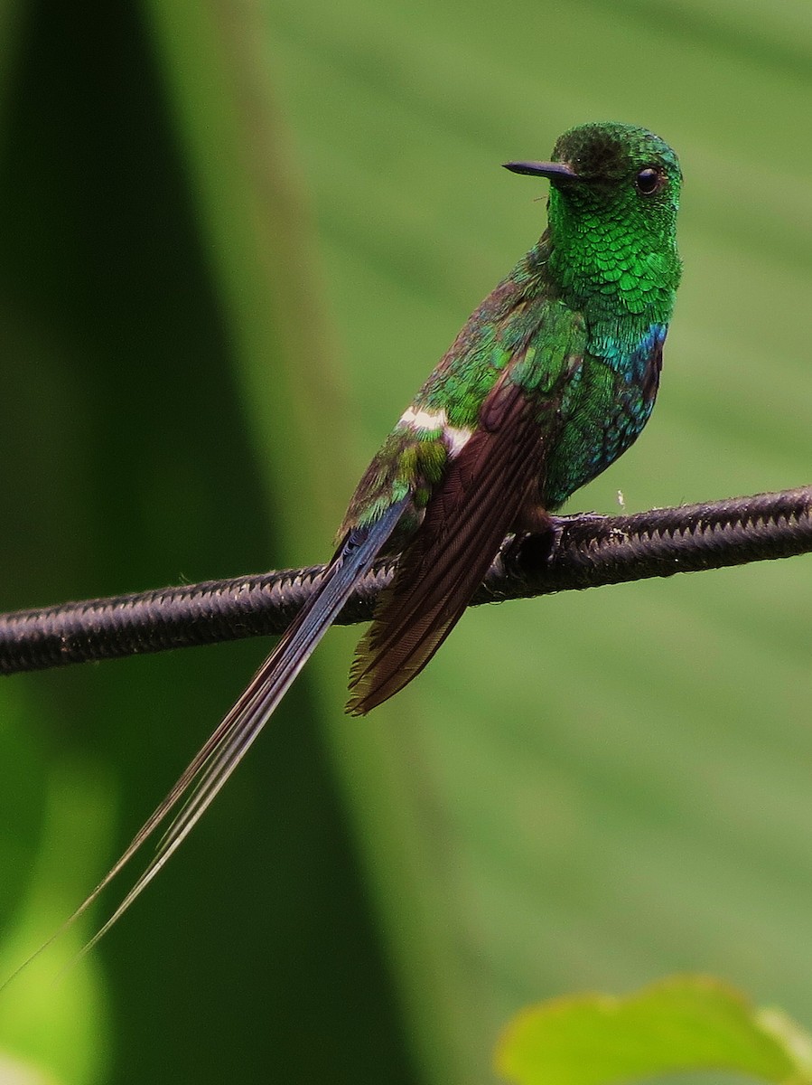 Green Thorntail - Tim Carney