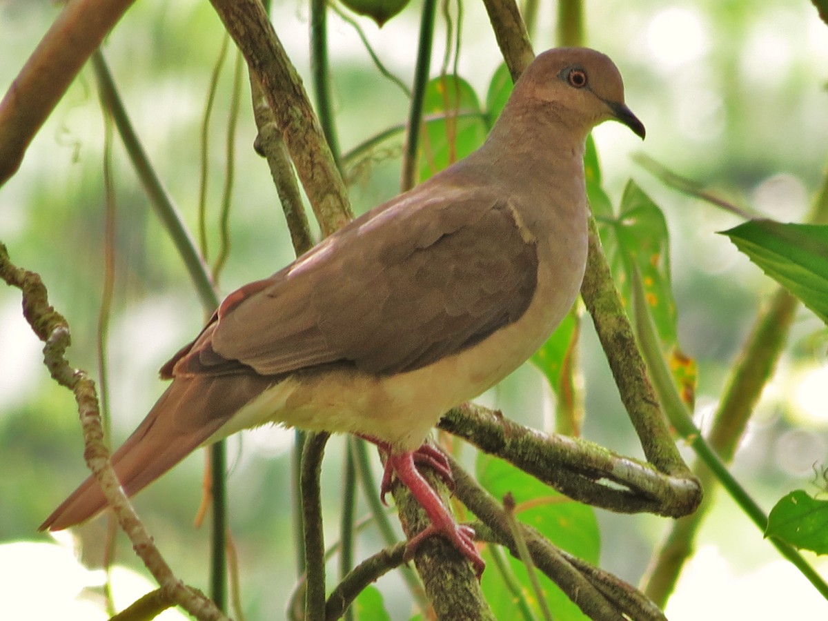 White-tipped Dove - Tim Carney