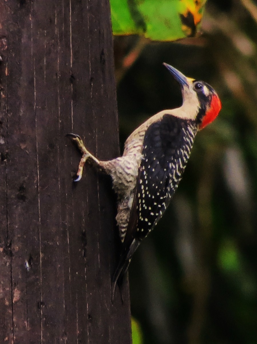 Black-cheeked Woodpecker - Tim Carney
