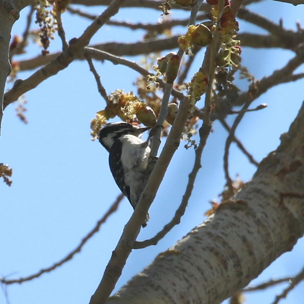 Downy Woodpecker - ML92009511