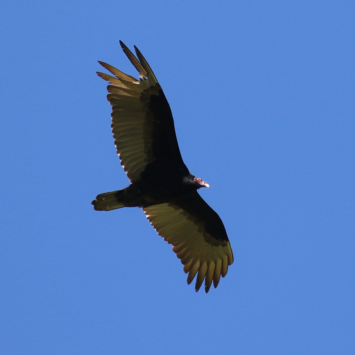 Turkey Vulture - ML92009581