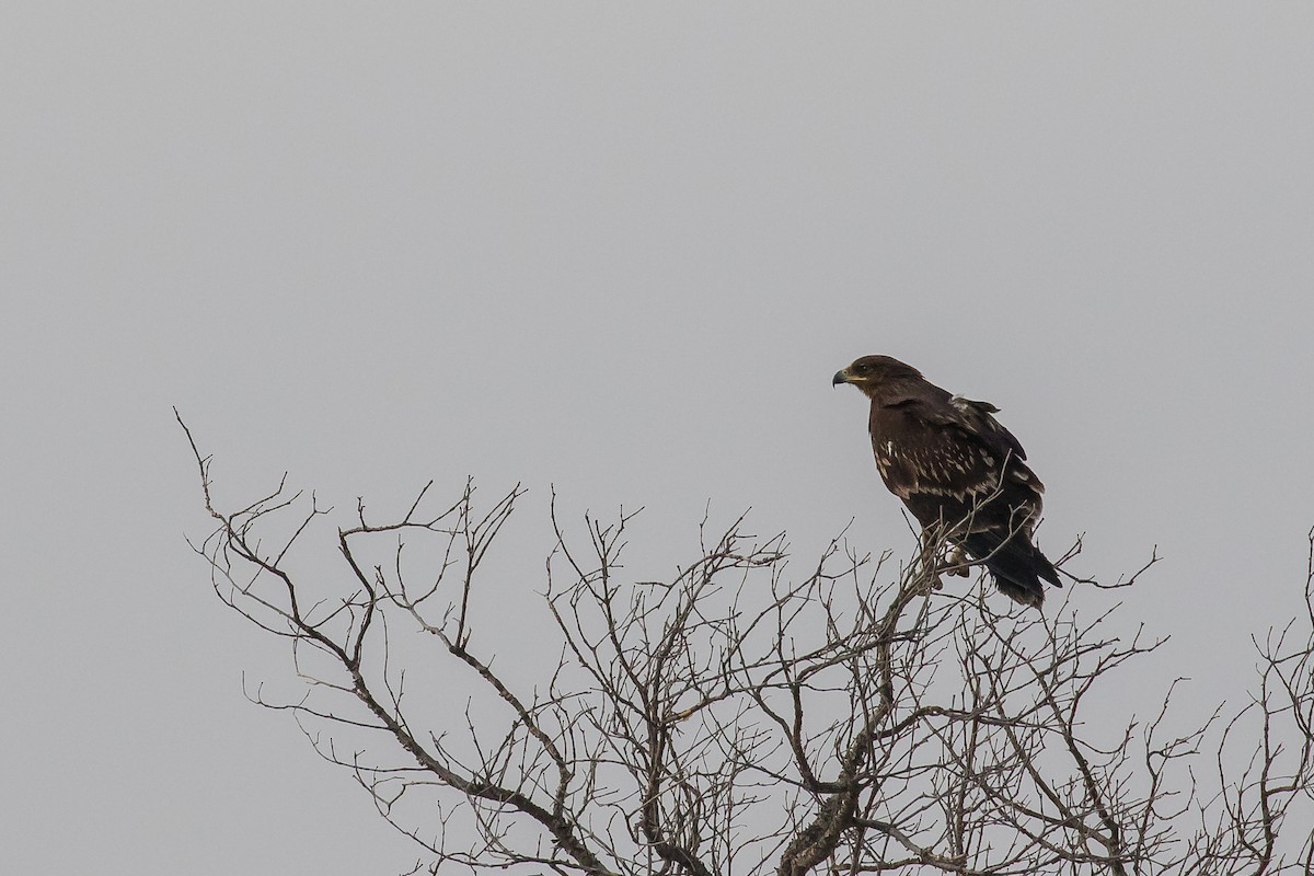 Greater Spotted Eagle - ML92010451