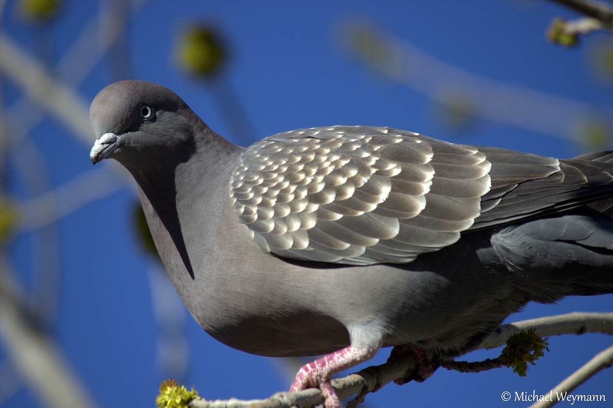 Spot-winged Pigeon - Michael Weymann
