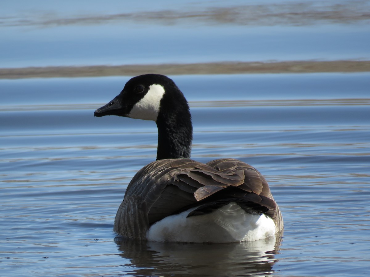 Canada Goose - ML92011761