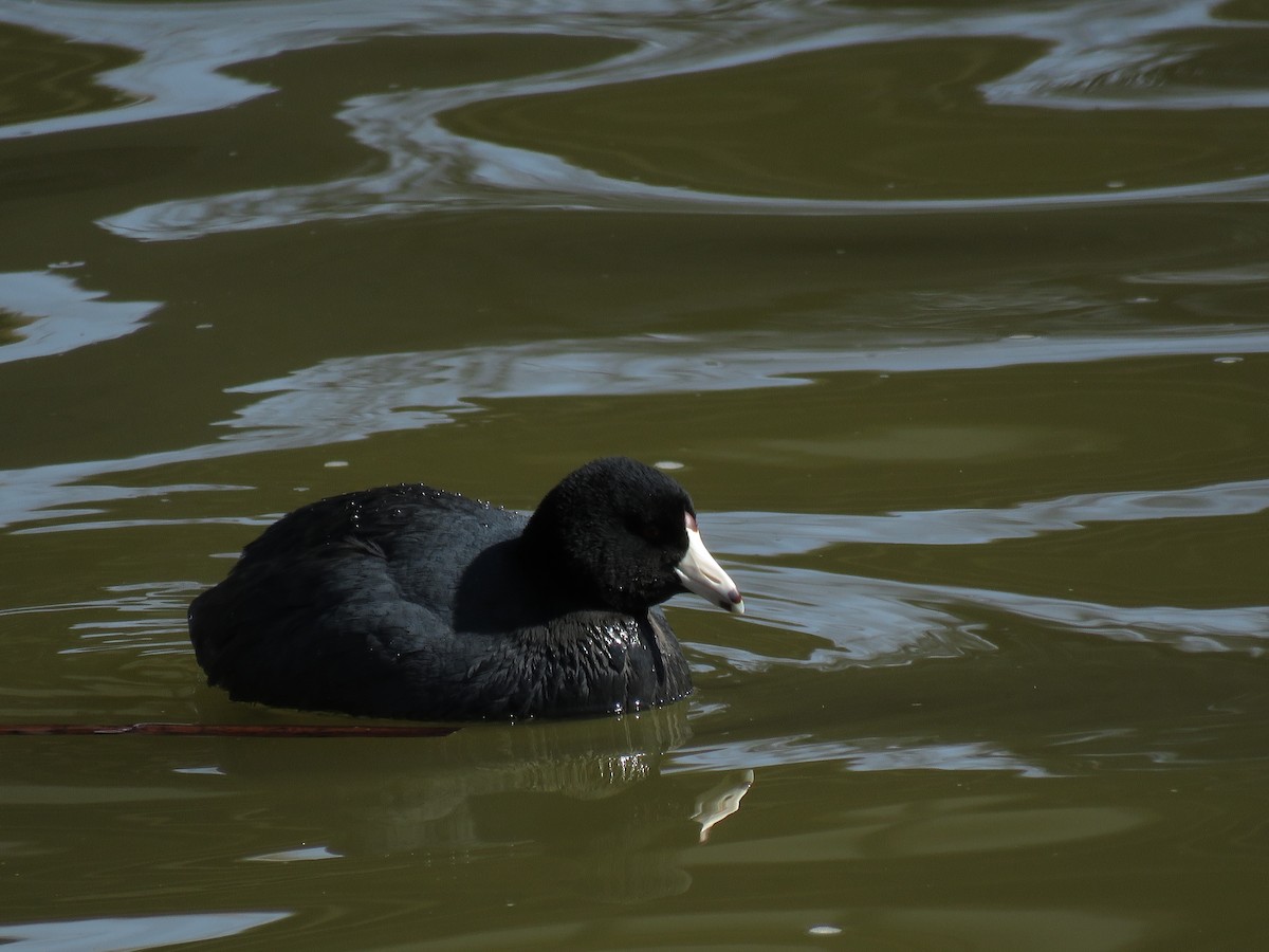 American Coot (Red-shielded) - ML92012291