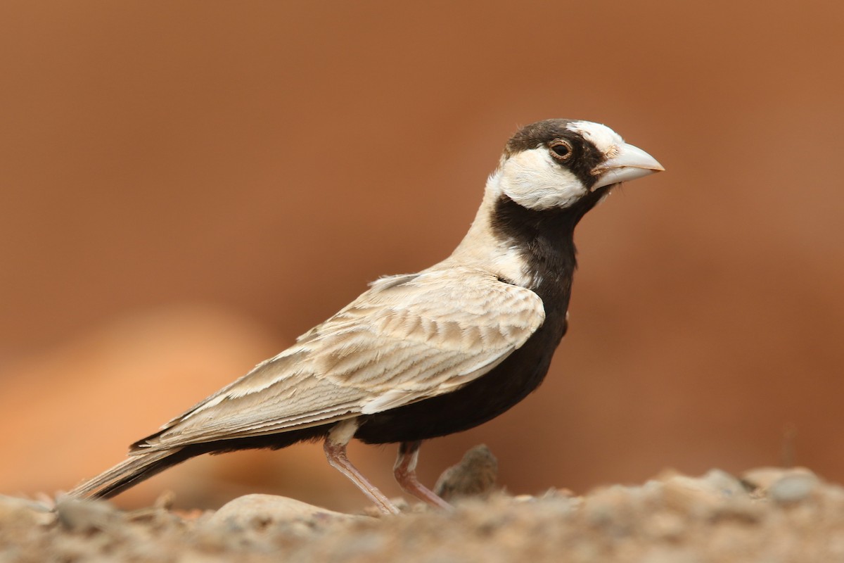 Black-crowned Sparrow-Lark - ML92012751