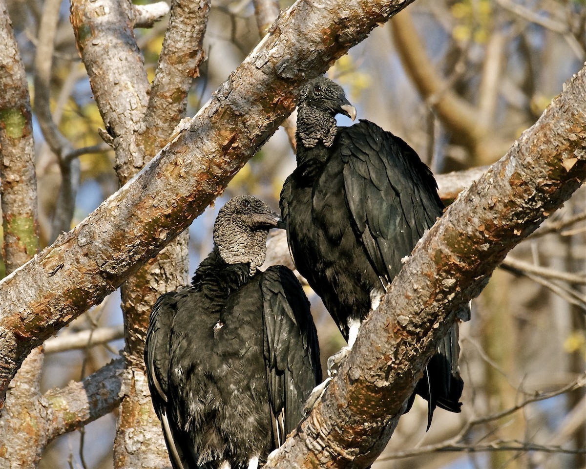 Black Vulture - Joseph Kiewra