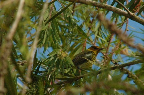 Cape May Warbler - ML92014561