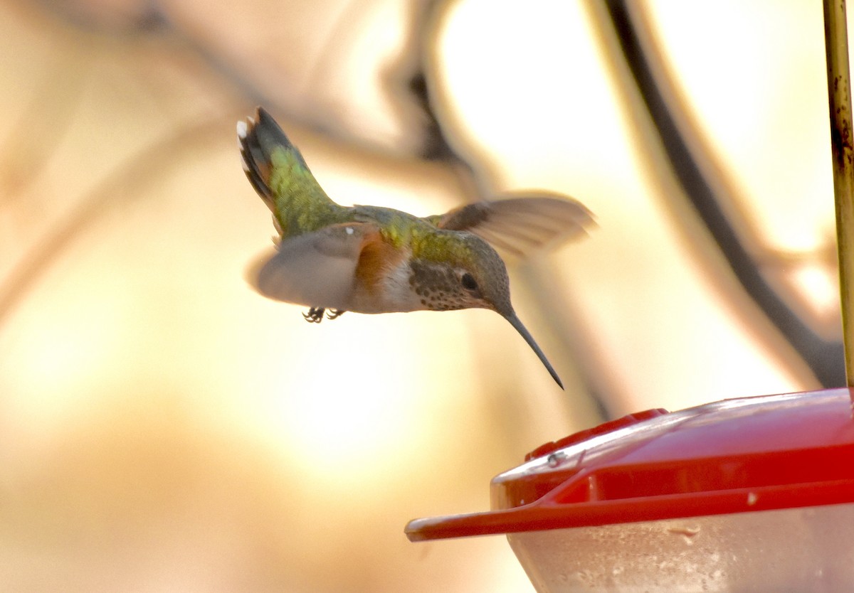 Rufous Hummingbird - Roger Beardmore
