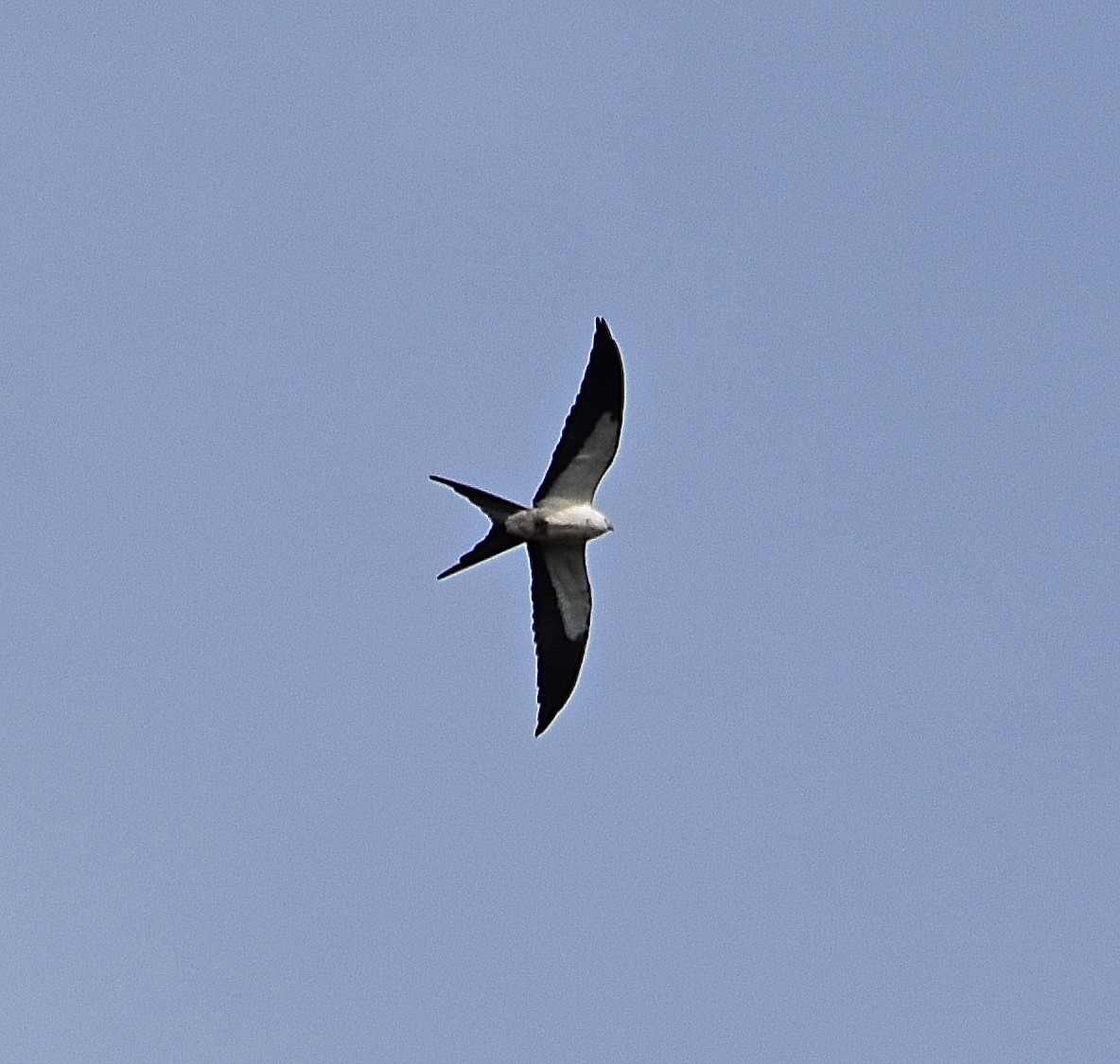 Swallow-tailed Kite - Michael Brower