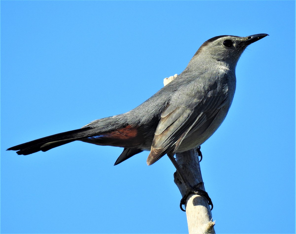Gray Catbird - david gabay