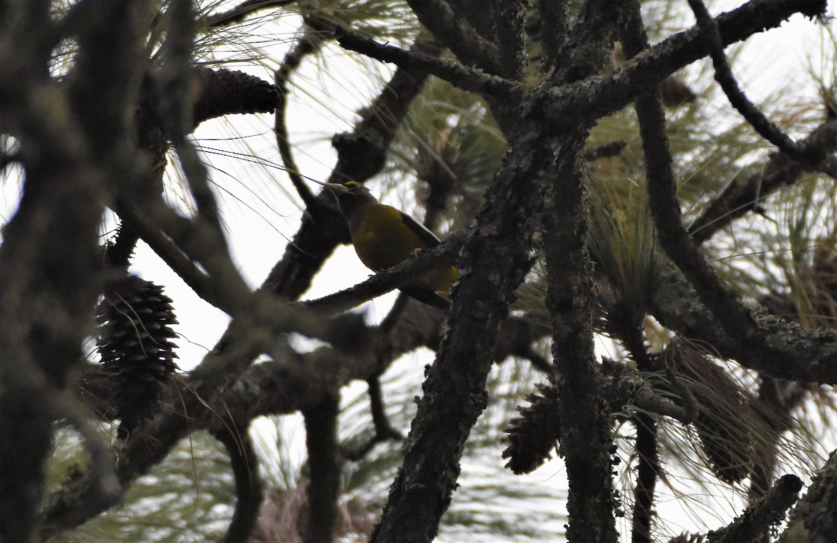 Evening Grosbeak (Mexican or type 5) - Chris Rohrer