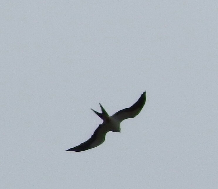 Swallow-tailed Kite - ML92025901