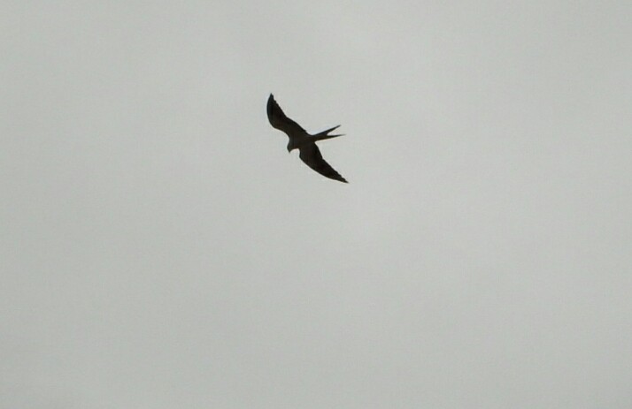 Swallow-tailed Kite - ML92025911