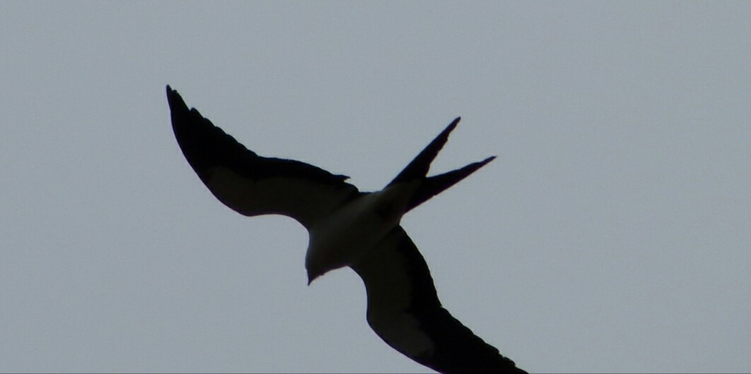 Swallow-tailed Kite - ML92025921