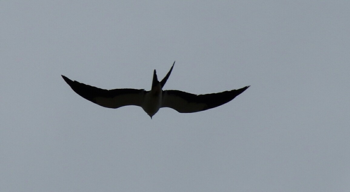 Swallow-tailed Kite - Randolph "Casper" Burrows