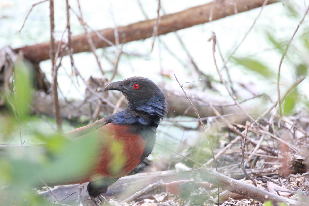 Greater Coucal - ML92029681