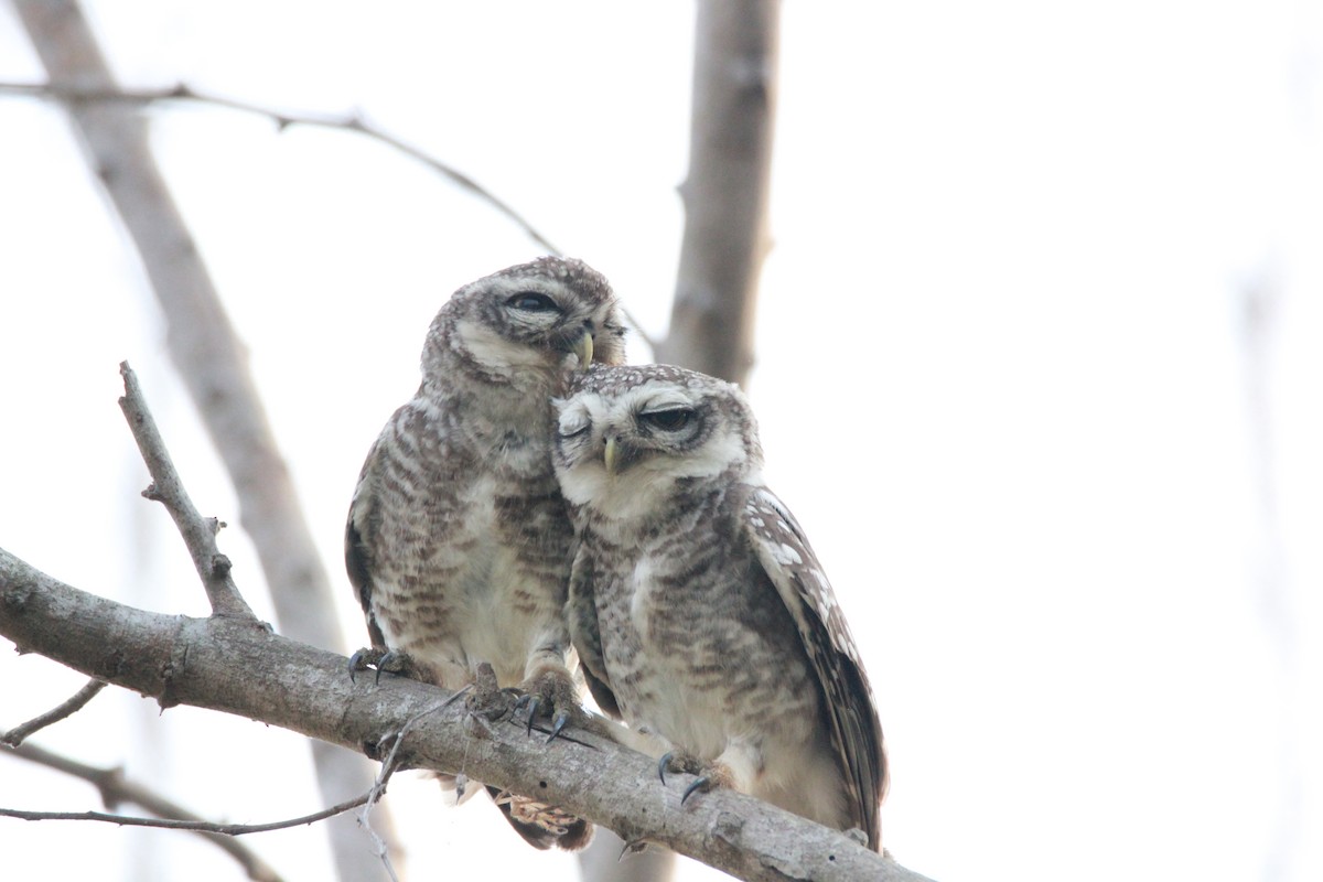 Spotted Owlet - ML92029701