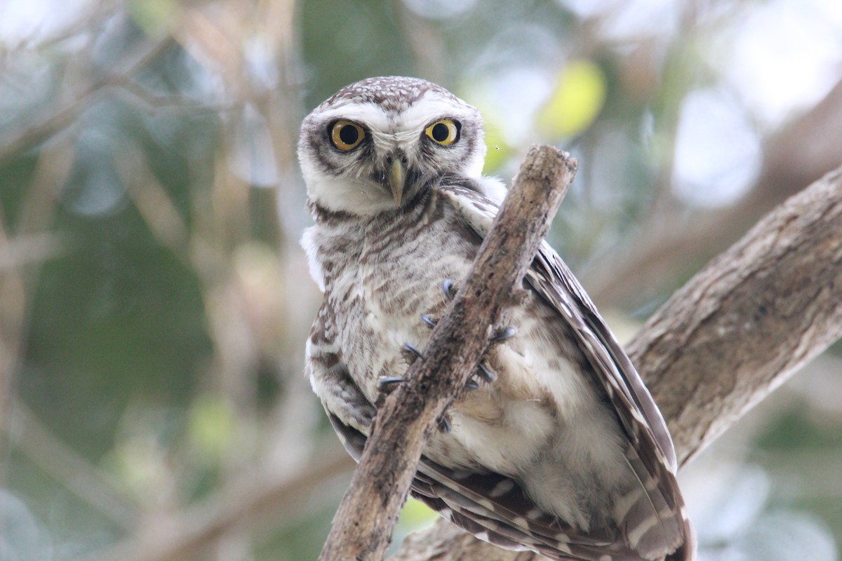 Spotted Owlet - ML92029761