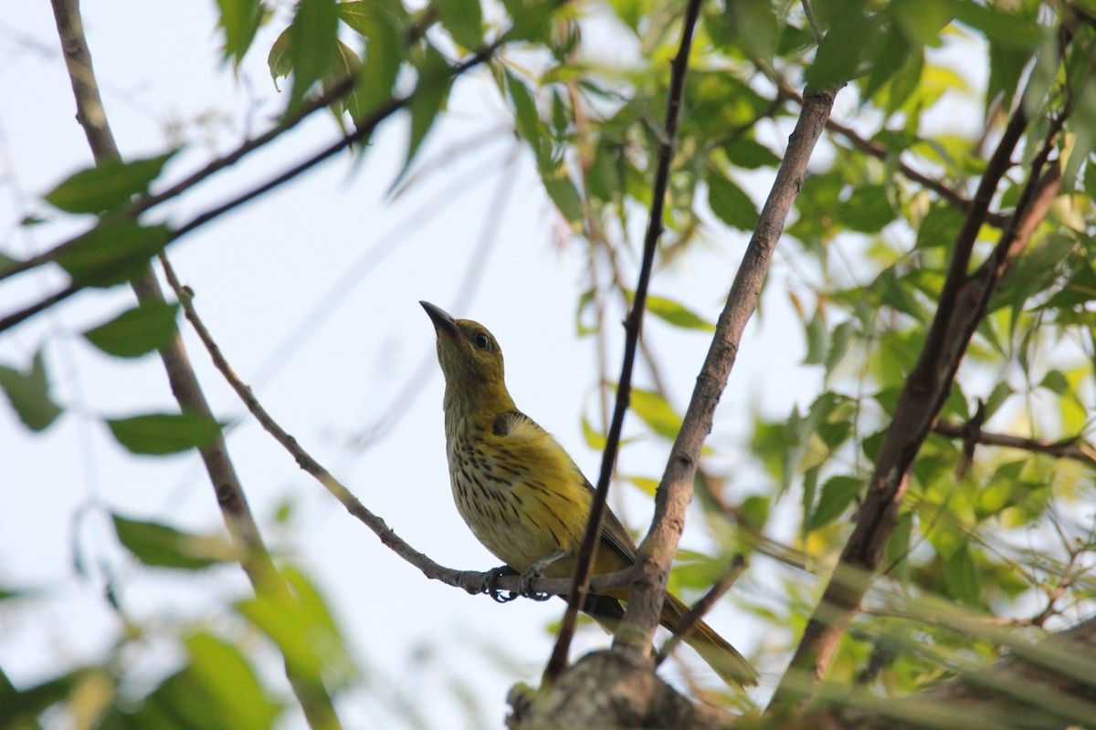 Indian Golden Oriole - ML92029841