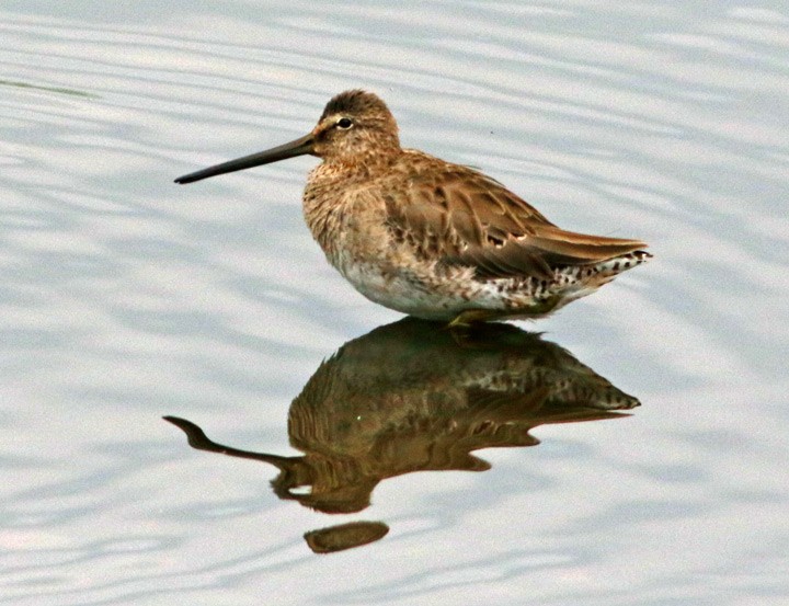 Long-billed Dowitcher - ML92032981
