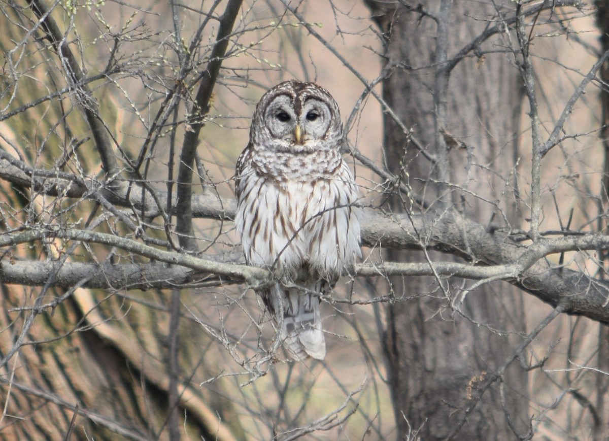 Barred Owl - Rob Harbin