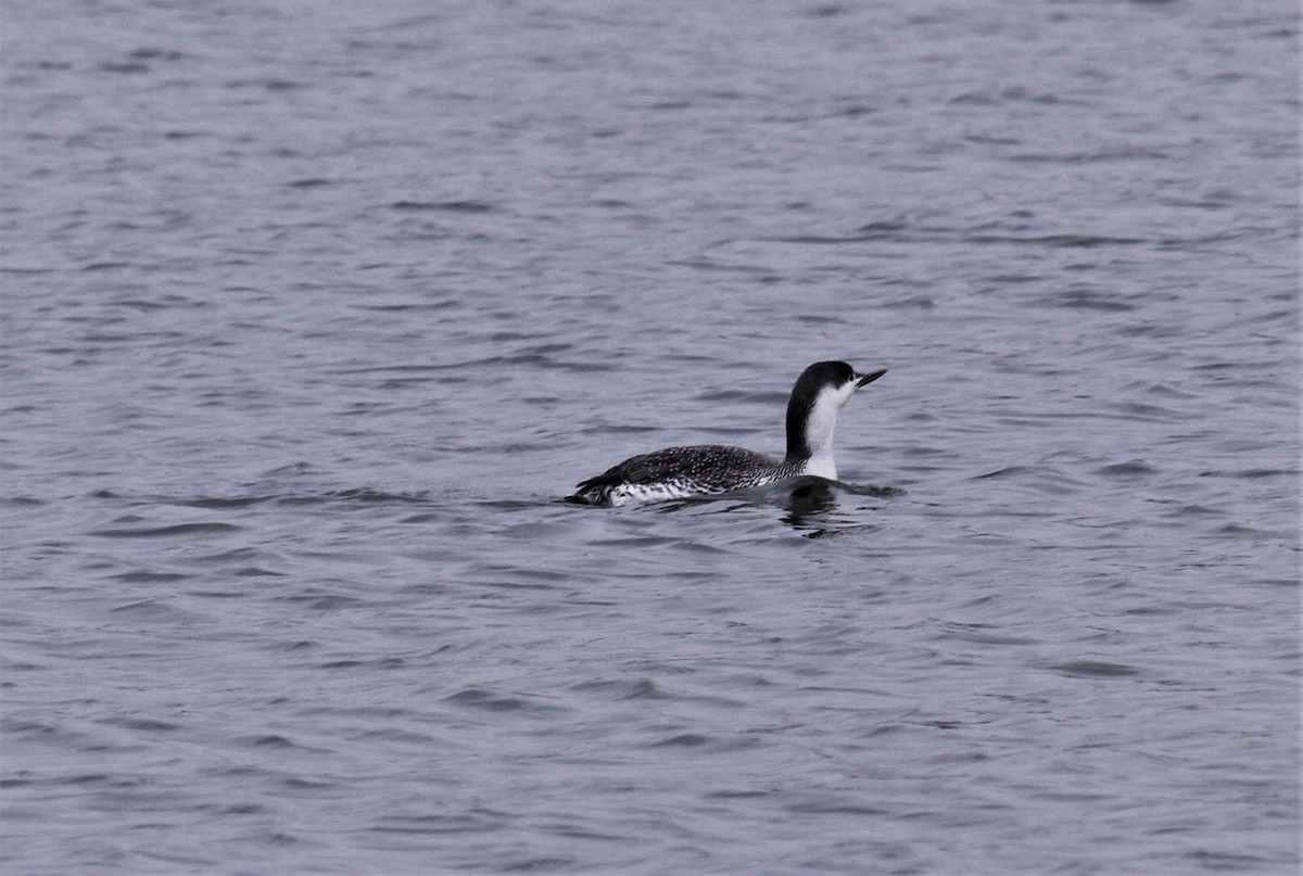 Red-throated Loon - ML92037221