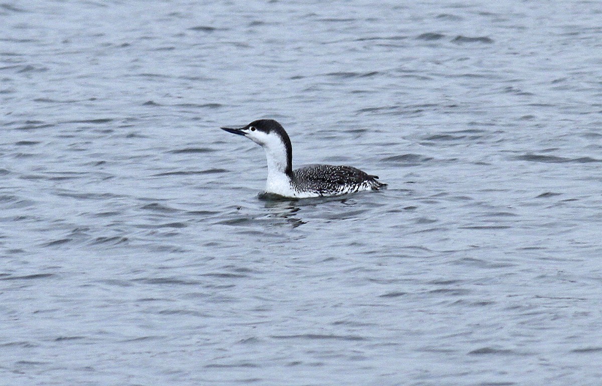 Red-throated Loon - ML92037561