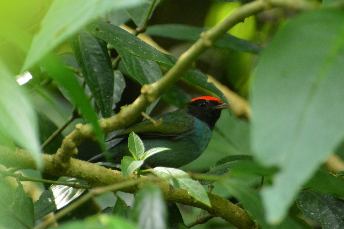 Swallow-tailed Manakin - Oliver Prioli