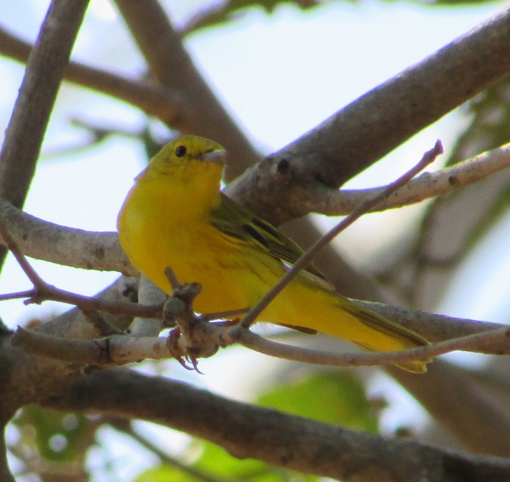 Yellow Warbler (Northern) - Burke Korol