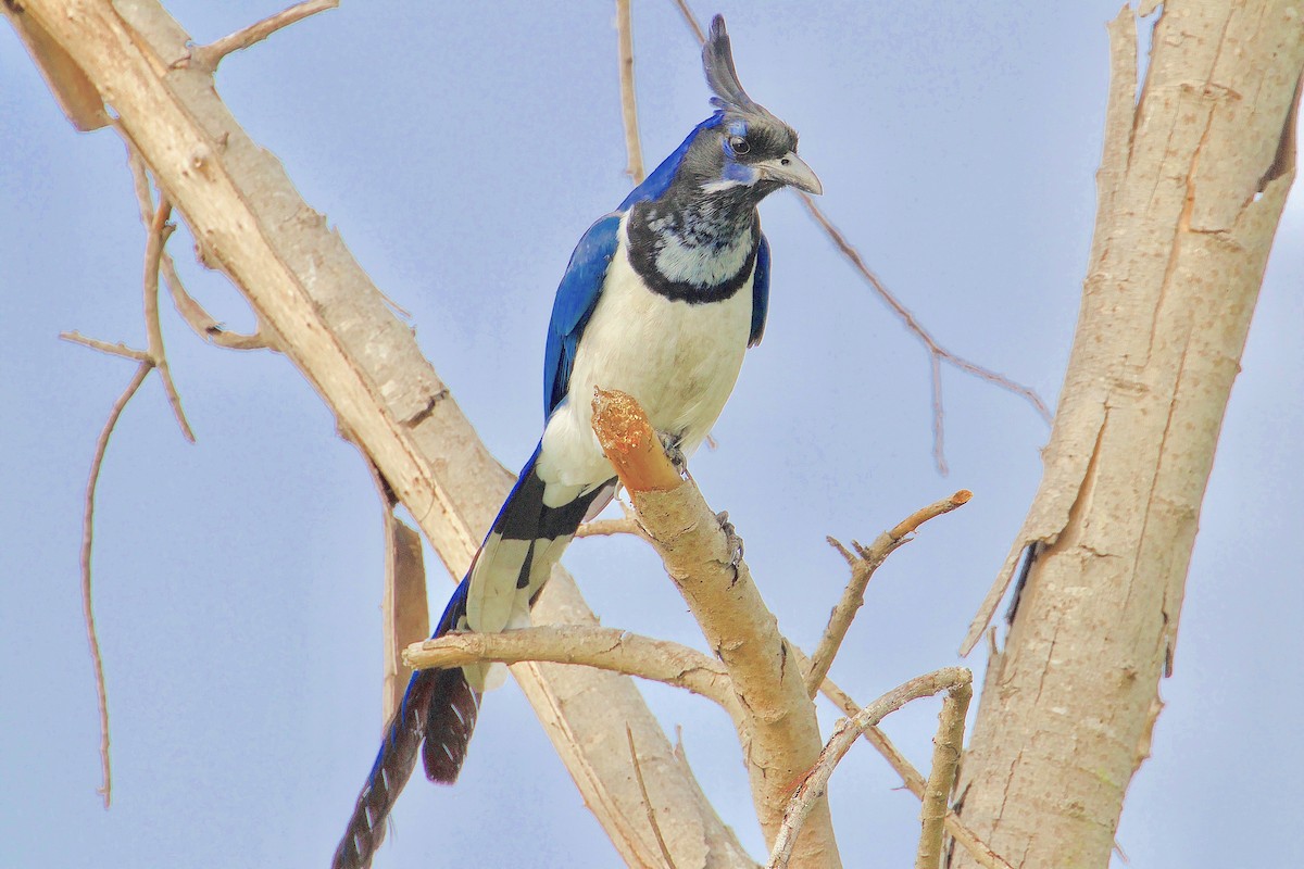 Black-throated Magpie-Jay - ML92040321