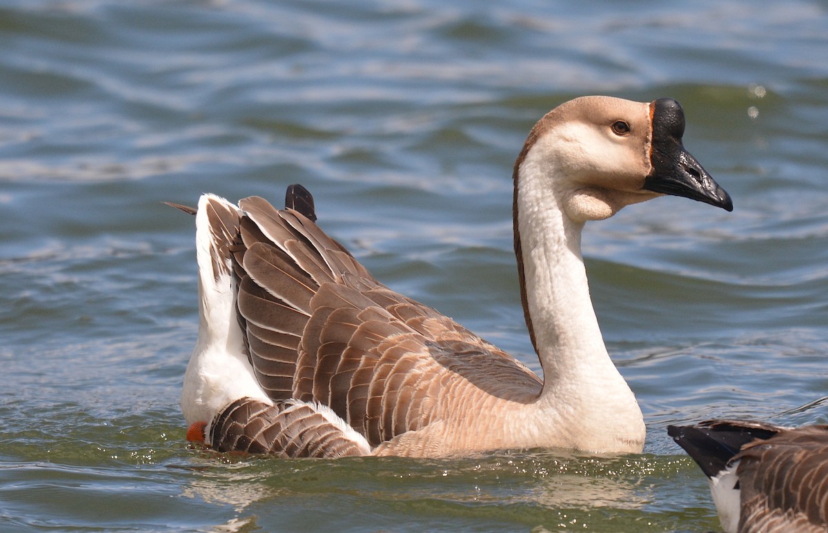 Swan Goose (Domestic type) - ML92040961
