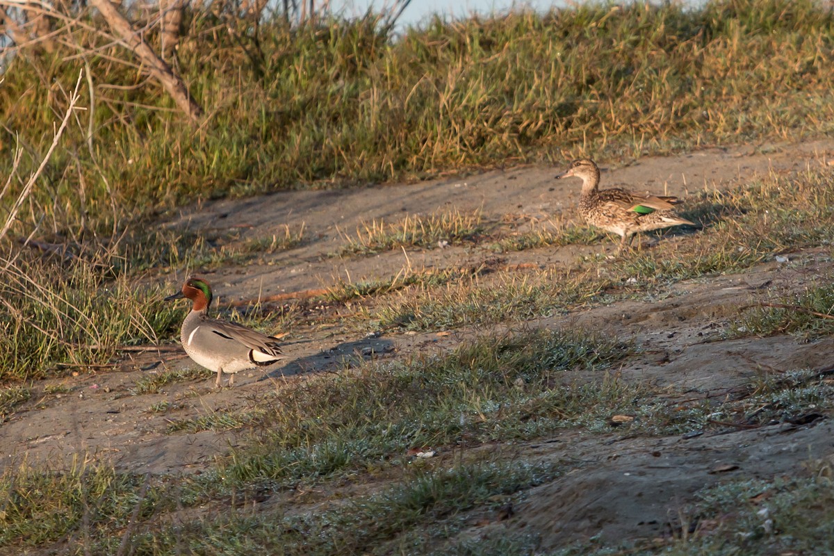 Green-winged Teal - ML92045811